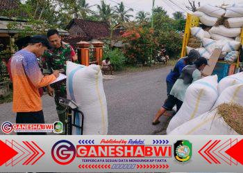 Babinsa Songgon Dampingi Petani Panen Hingga Gabah Diserap Bulog, Kodim Banyuwangi Wujudkan Ketahanan Pangan