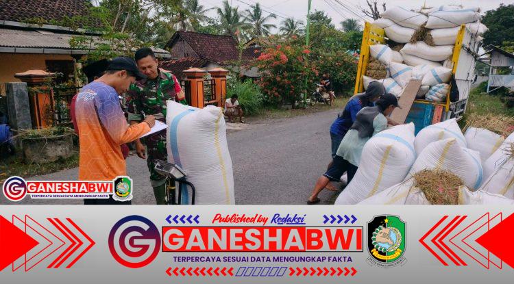 Babinsa Songgon Dampingi Petani Panen Hingga Gabah Diserap Bulog, Kodim Banyuwangi Wujudkan Ketahanan Pangan