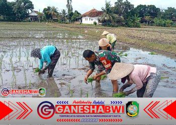 Babinsa Koramil Cluring Dampingi dan Ikut Tanam Padi Dukung Program LTT