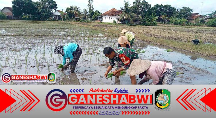Babinsa Koramil Cluring Dampingi dan Ikut Tanam Padi Dukung Program LTT Babinsa Koramil Cluring Dampingi dan Ikut Tanam Padi Dukung Program LTT