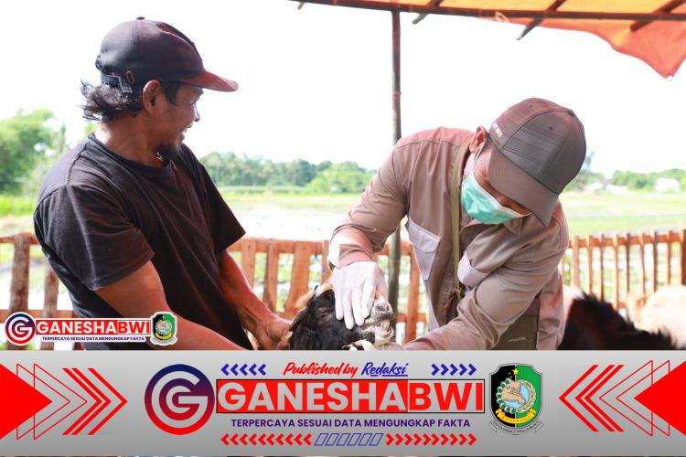 Jelang Idul Adha, Dispertan Banyuwangi Pastikan Tak Ada Kasus PMK pada Hewan Kurban Jelang Idul Adha, Dispertan Banyuwangi Pastikan Tak Ada Kasus PMK pada Hewan Kurban