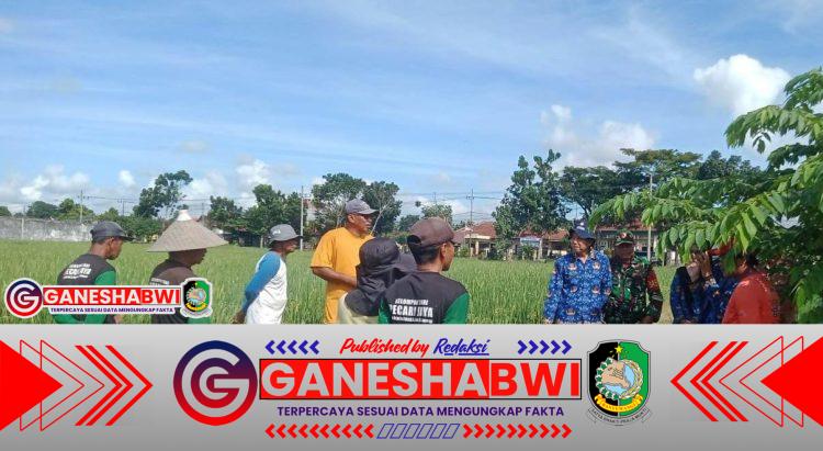 Gardal Hama Tikus di Pakistaji: Sinergi Adaptif dan Inovatif Dorong Ketahanan Pangan Banyuwangi