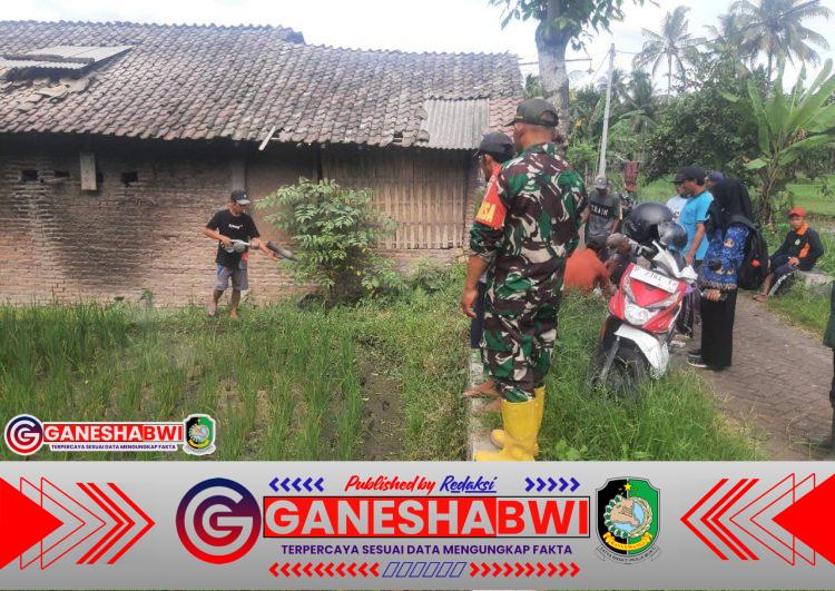 Babinsa Dukung Gardal OPT di Tamansuruh: Inovasi Tangani Hama Tikus Sawah