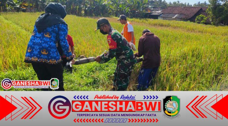 Babinsa, PPL, dan Petani Bersatu Kendalikan Hama Tikus di Jambesari, Wujud Nyata Jaga Ketahanan Pangan Giri