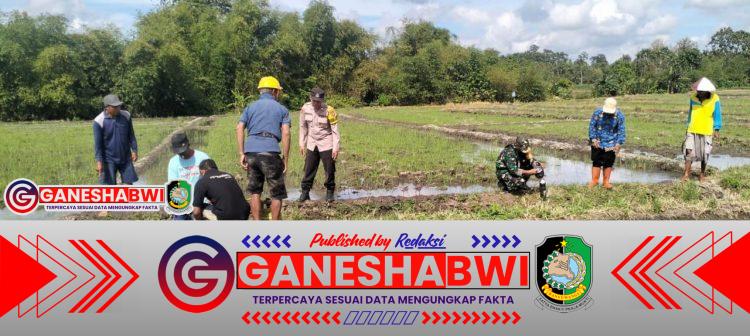 Babinsa Koramil 0825/12 Rogojampi Bersama Stakeholder Galakkan Pengendalian Hama Tikus di Desa Aliyan Babinsa Koramil 0825/12 Rogojampi Bersama Stakeholder Galakkan Pengendalian Hama Tikus di Desa Aliyan