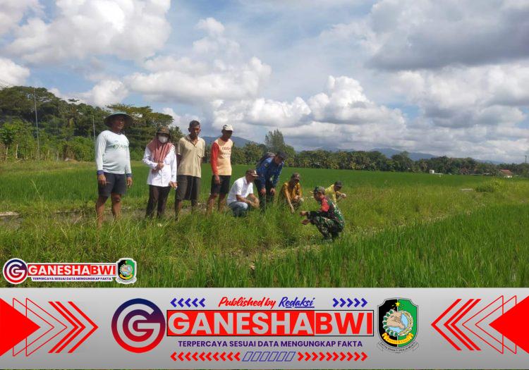 Babinsa dan BPP Bangorejo Laksanakan Gerakan Pengendalian Hama Tikus untuk Pertanian Produktif Babinsa dan BPP Bangorejo Laksanakan Gerakan Pengendalian Hama Tikus untuk Pertanian Produktif