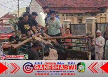 Sapi Kurban 1 Ton Kabur dari Ponpes Adz-Dzikra, Banyuwangi Geger Dua Jam