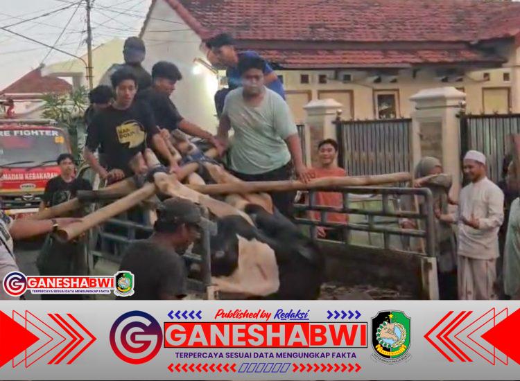 Sapi Kurban 1 Ton Kabur dari Ponpes Adz-Dzikra, Banyuwangi Geger Dua Jam Sapi Kurban 1 Ton Kabur dari Ponpes Adz-Dzikra, Banyuwangi Geger Dua Jam