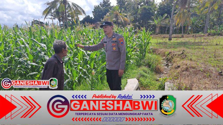 Polresta Banyuwangi Dampingi Petani Jagung, Dukung Program Ketahanan Pangan Presiden Prabowo