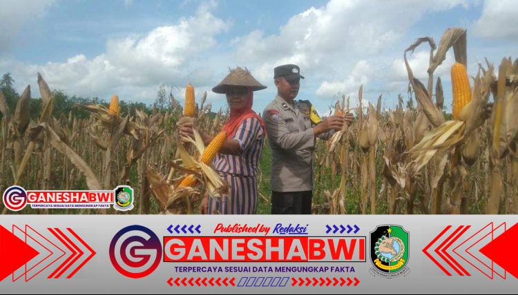 Polisi Banyuwangi Dampingi Petani Panen Jagung Dukung Swasembada Pangan dan Program Asta Cita Presiden Prabowo