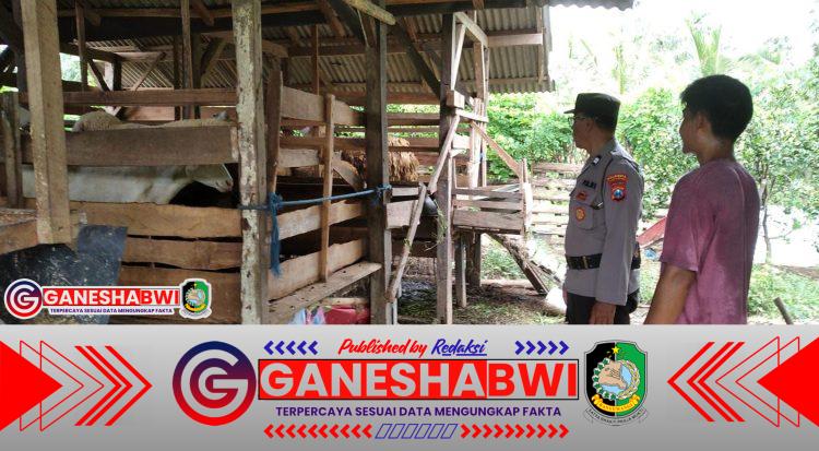 Peternakan Kambing di Bangorejo Banyuwangi Dukung Program Ketahanan Pangan Nasional