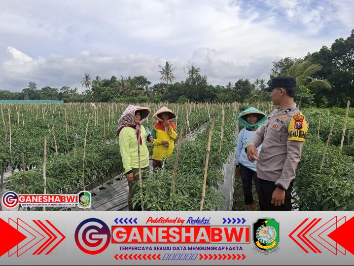 Bhabinkamtibmas Banyuwangi Dukung Ketahanan Pangan Lewat Budidaya Cabai di Lahan Warga Polisi Banyuwangi Dukung Ketahanan Pangan Nasional Lewat Pekarangan Pangan Lestari