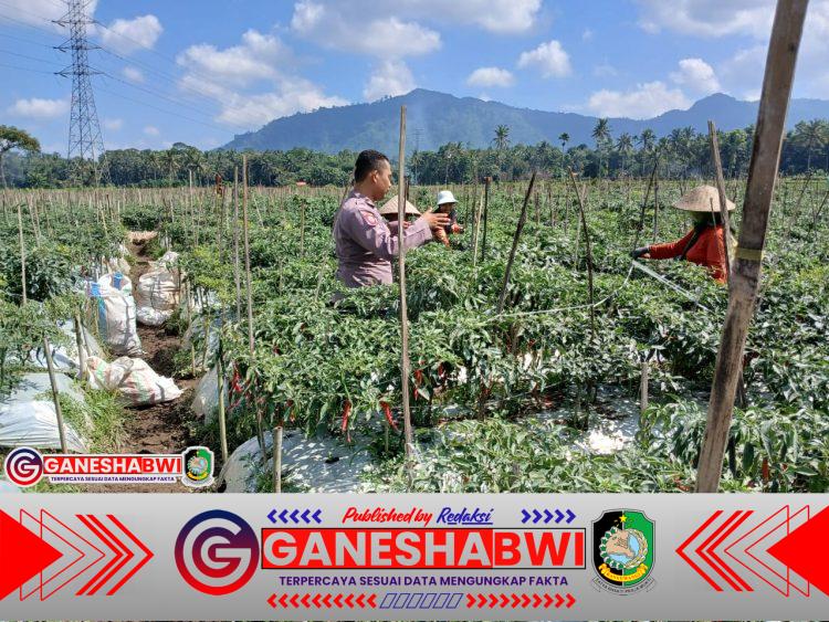 Bhabinkamtibmas Kalibaru Dampingi Warga Budidaya Cabai untuk Dukung Ketahanan Pangan Bhabinkamtibmas Kalibaru Dampingi Warga Budidaya Cabai untuk Dukung Ketahanan Pangan