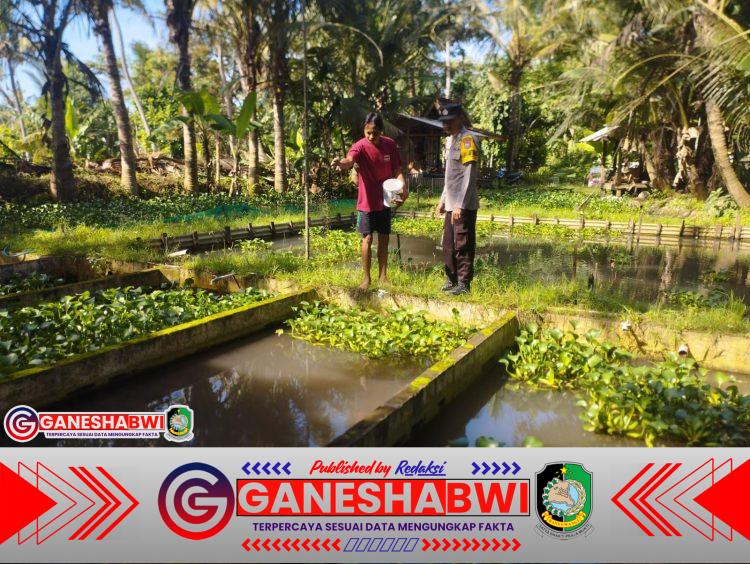 Polresta Banyuwangi Dukung Ketahanan Pangan, Bhabinkamtibmas Pantau Budidaya Ikan Nila Warga