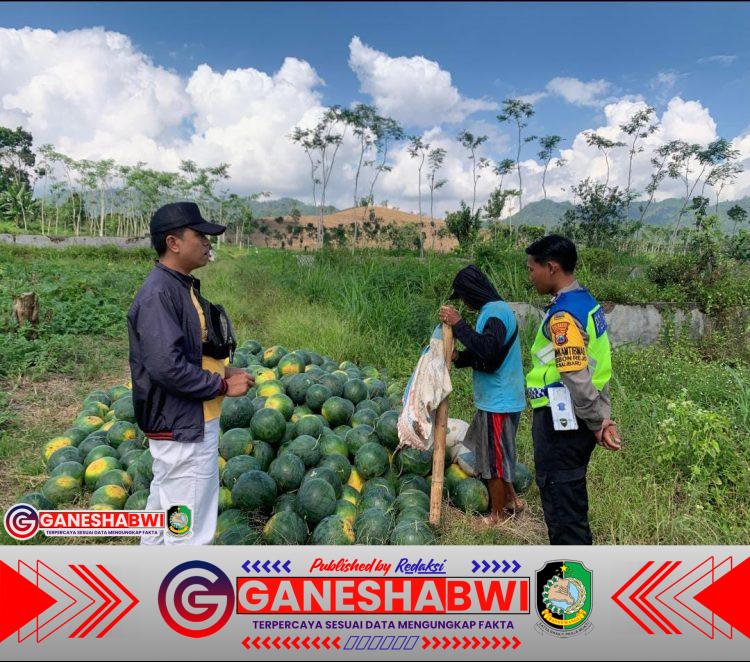Bhabinkamtibmas Banyuwangi Dampingi Petani Semangka, Wujudkan Ketahanan Pangan dari Desa Bhabinkamtibmas Banyuwangi Dampingi Petani Semangka, Wujudkan Ketahanan Pangan dari Desa