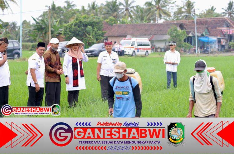 Sejalan Program Swasembada Prabowo, Produksi Beras Banyuwangi Surplus 159 Ribu Ton Sejalan Program Swasembada Prabowo, Produksi Beras Banyuwangi Surplus 159 Ribu Ton