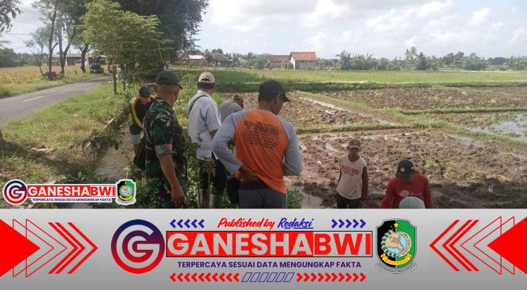 Babinsa Rogojampi Edukasi Petani Bubuk Tangkal Hama Tikus dengan Metode Kompor Babinsa Rogojampi Edukasi Petani Bubuk Tangkal Hama Tikus dengan Metode Kompor