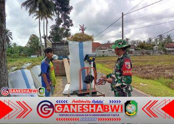 Babinsa Koramil Songgon Dampingi Sergab Gelombang Kedua, 7,1 Ton Gabah Terserap Efektif