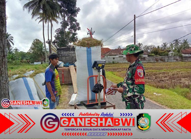 Babinsa Koramil Songgon Dampingi Sergab Gelombang Kedua, 7,1 Ton Gabah Terserap Efektif Babinsa Koramil Songgon Dampingi Sergab Gelombang Kedua, 7,1 Ton Gabah Terserap Efektif