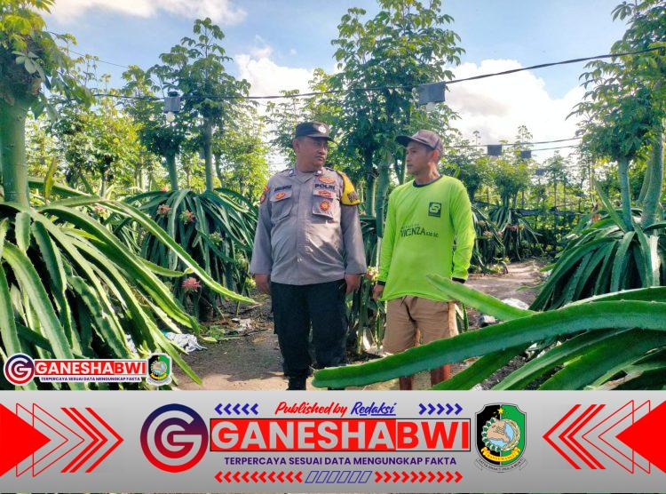 Dorong Ketahanan Pangan, Bhabinkamtibmas Banyuwangi Gencarkan Tanam Buah Naga di Pekarangan Warga Dorong Ketahanan Pangan, Bhabinkamtibmas Banyuwangi Gencarkan Tanam Buah Naga di Pekarangan Warga