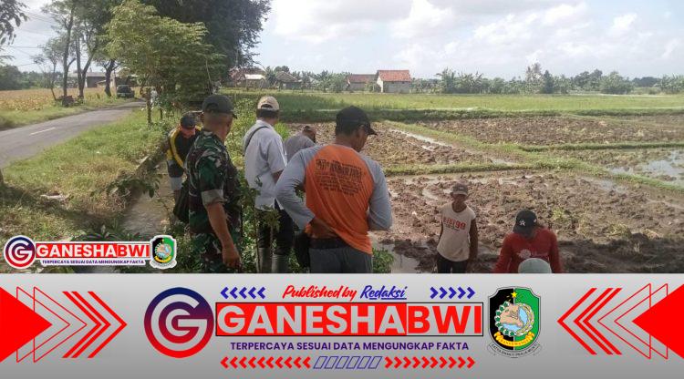 Babinsa Rogojampi Edukasi Petani Bubuk Atasi Hama Tikus dengan Metode Kompor