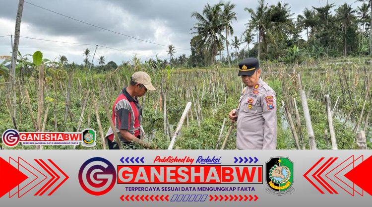 Kapolsek Licin Tinjau Budidaya Cabai di Kluncing, Dorong Ketahanan Pangan dan Ekonomi Petani