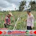 Kapolsek Licin Tinjau Budidaya Cabai di Kluncing, Dorong Ketahanan Pangan dan Ekonomi Petani