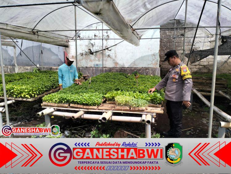 Polresta Banyuwangi Sulap Pekarangan Warga Jadi Sentra Bibit Cabai dan Terong, Dukung Swasembada Pangan Nasional Polresta Banyuwangi Sulap Pekarangan Warga Jadi Sentra Bibit Cabai dan Terong, Dukung Swasembada Pangan Nasional