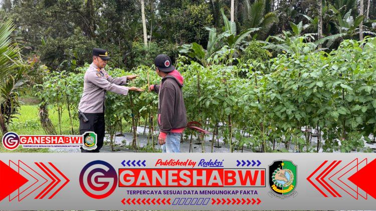 Dukung Program Ketahanan Pangan Presiden Prabowo Subianto, Kapolsek Licin Tinjau Budidaya Tomat