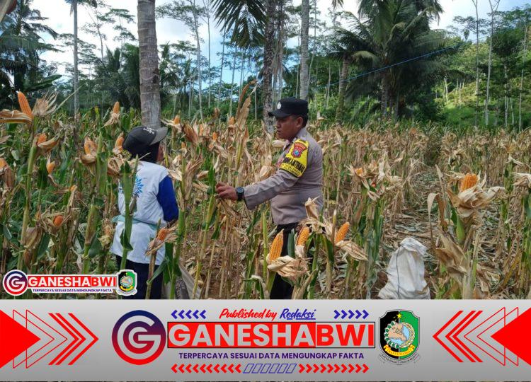 Bhabinkamtibmas Polresta Banyuwangi Dampingi Panen Jagung, Perkuat Ketahanan Pangan Desa