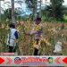 Bhabinkamtibmas Polresta Banyuwangi Dampingi Panen Jagung, Perkuat Ketahanan Pangan Desa