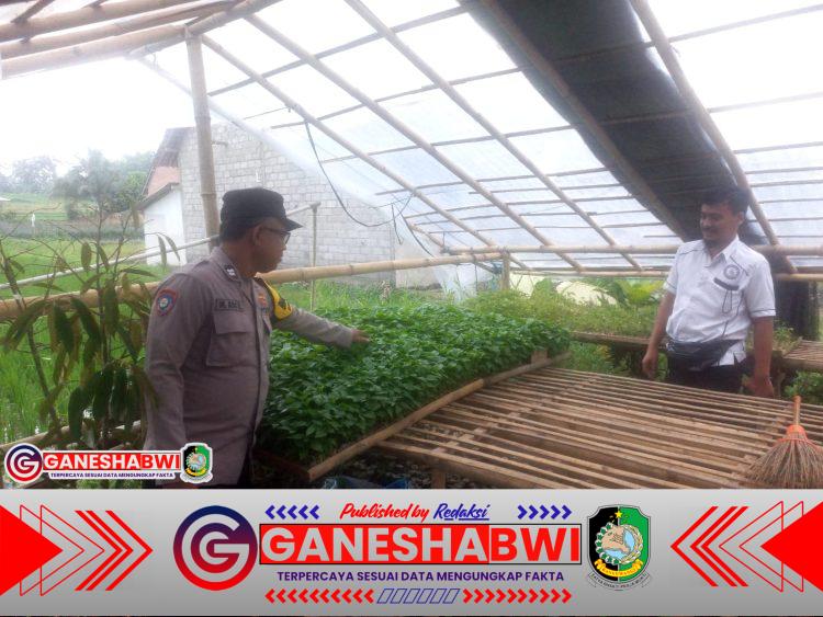 Bhabinkamtibmas Banyuwangi Dampingi Warga Budidaya Bibit Cabai dari Pekarangan Rumah Bhabinkamtibmas Banyuwangi Dampingi Warga Budidaya Bibit Cabai dari Pekarangan Rumah