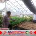 Bhabinkamtibmas Banyuwangi Dampingi Warga Budidaya Bibit Cabai dari Pekarangan Rumah