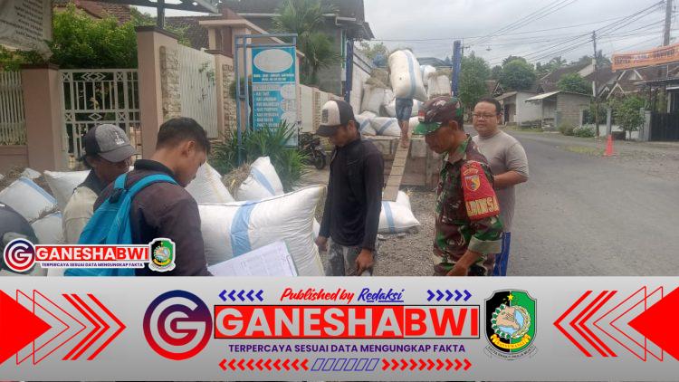 Babinsa Songgon Dampingi Serapan Gabah Bulog, Dukung Kesejahteraan Petani Banyuwangi