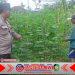 Sinergi Polri dan Warga Hijaukan Pekarangan dengan Mentimun, Dorong Kemandirian Pangan Keluarga Sinergi Polri dan Warga Hijaukan Pekarangan dengan Mentimun, Dorong Kemandirian Pangan Keluarga
