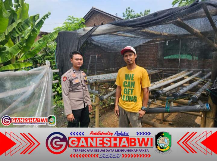Bhabinkamtibmas Sumberrejo Kawal Pengembangan Selada Hidroponik, Dukung Ketahanan Pangan Bergizi Bhabinkamtibmas Sumberrejo Kawal Pengembangan Selada Hidroponik, Dukung Ketahanan Pangan Bergizi