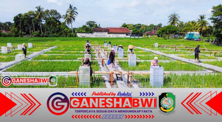 Pertama di Indonesia, Banyuwangi Kembangkan Ekosistem Beras Biofortifikasi “Sunwangi” dari Hulu ke Hilir Pertama di Indonesia, Banyuwangi Kembangkan Ekosistem Beras Biofortifikasi “Sunwangi” dari Hulu ke Hilir