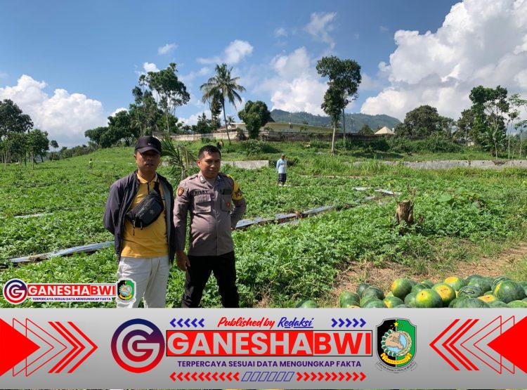 Bhabinkamtibmas Polresta Banyuwangi Dampingi Petani Semangka di Kalibaru, Wujudkan Ketahanan Pangan Desa Bhabinkamtibmas Polresta Banyuwangi Dampingi Petani Semangka di Kalibaru, Wujudkan Ketahanan Pangan Desa