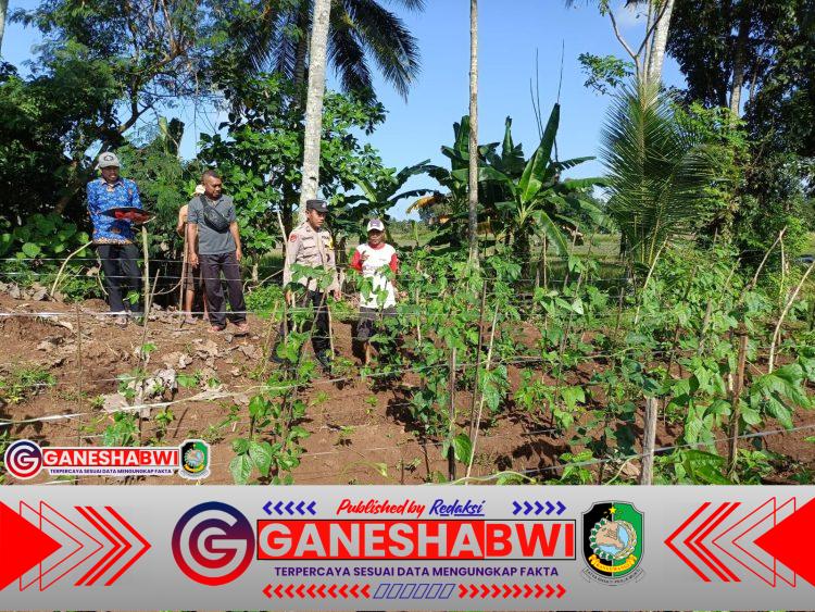 Dukung Ketahanan Pangan, Bhabinkamtibmas Desa Aliyan Apresiasi Warga yang Tanam Kacang Panjang