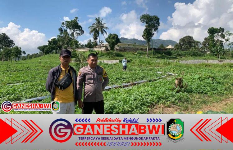 Bhabinkamtibmas Kalibaru Dampingi Petani Semangka, Wujud Dukung Ketahanan Pangan Banyuwangi Bhabinkamtibmas Kalibaru Dampingi Petani Semangka, Wujud Dukung Ketahanan Pangan Banyuwangi