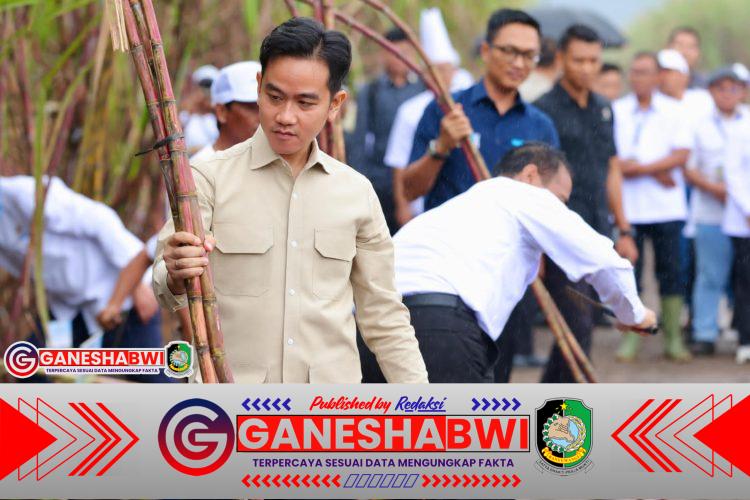 Wapres Gibran Panen Tebu dan Dialog Bersama Petani di Banyuwangi Wapres Gibran Panen Tebu dan Dialog Bersama Petani di Banyuwangi