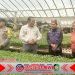 Polsek Cluring Pantau Kebun Tomat Warga Sarimulyo, Dukung Program Ketahanan Pangan Presiden