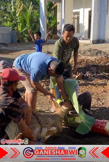 KOMUNITAS INFO WARGA BANYUWANGI GELAR KURBAN 1 EKOR SAPI DAN 1 EKOR KAMBING KOMUNITAS INFO WARGA BANYUWANGI GELAR KURBAN 1 EKOR SAPI DAN 1 EKOR KAMBING