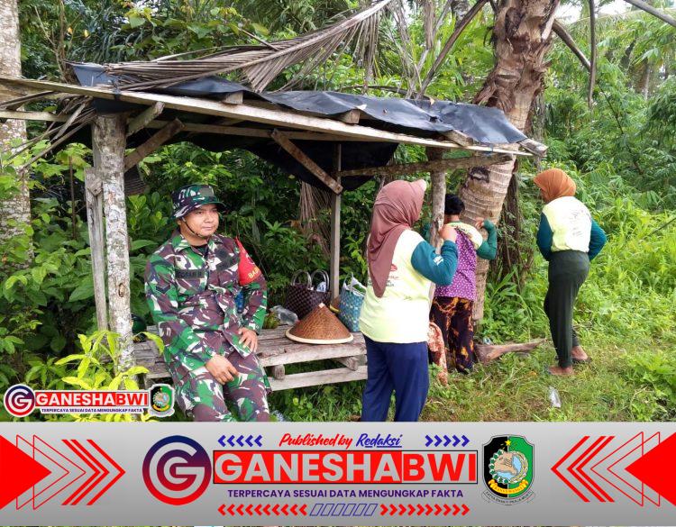 Babinsa Kabat Bantu Petani Tanam Padi, Wujud Dukungan TNI untuk Ketahanan Pangan Babinsa Kabat Bantu Petani Tanam Padi, Wujud Dukungan TNI untuk Ketahanan Pangan