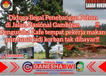 Penebangan Pohon di Jalan Nasional Gambiran Banyuwangi Diduga Ilegal dan Viral Pekerja Makan di Cafe Belum Bayar Menghilang