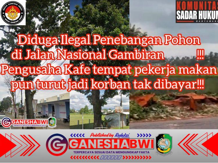 Penebangan Pohon di Jalan Nasional Gambiran Banyuwangi Diduga Ilegal dan Viral Pekerja Makan di Cafe Belum Bayar Menghilang
