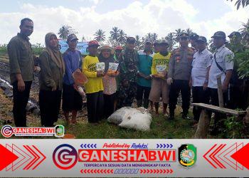 TNI-Polri, Pemdes, dan Ponpes Kompak Tanam Jagung Serentak di Tegaldlimo, Dorong Ketahanan Pangan