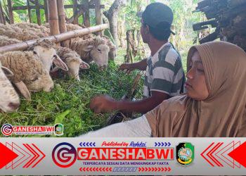 Perjuangan Evi Widiawati, Buruh Tani Banyuwangi yang Dapat Rumah Baru dari TMMD