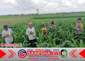 Bhabinkamtibmas Tegaldlimo Dampingi Petani, 20 Hektar Jagung Jadi Fokus Monitoring