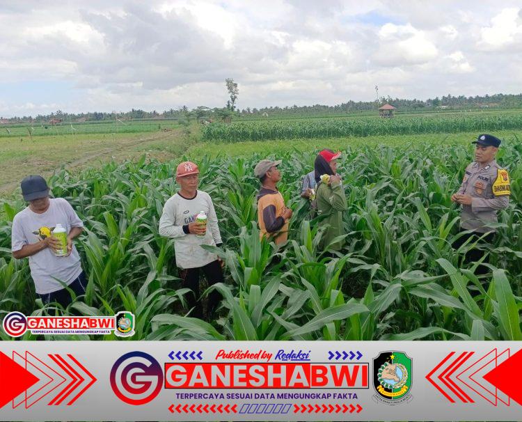 Bhabinkamtibmas Tegaldlimo Dampingi Petani, 20 Hektar Jagung Jadi Fokus Monitoring